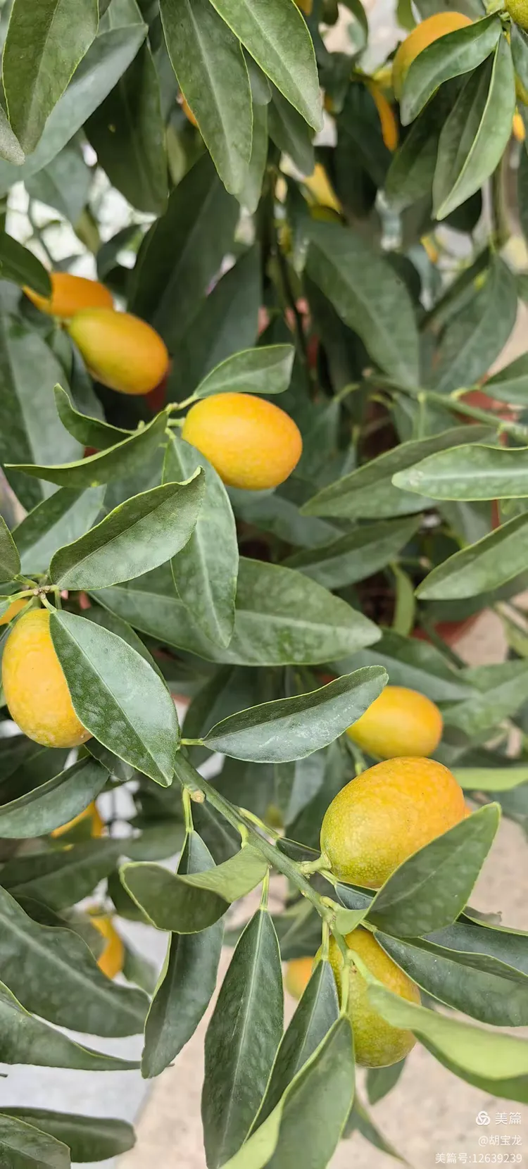 金黄硕果缀芳丛